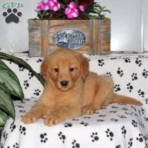 Lisette, Golden Retriever Puppy