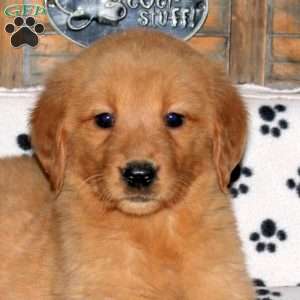 Lisette, Golden Retriever Puppy