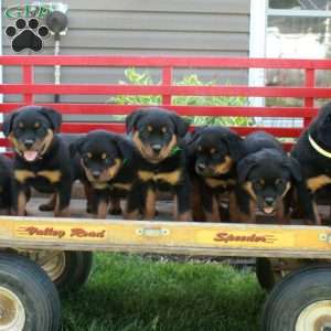Samson, Rottweiler Puppy