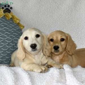 Cheerio, Dachshund Puppy