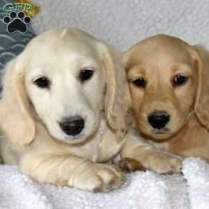 Cheerio, Dachshund Puppy