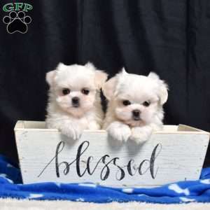 Belle, Maltese Puppy
