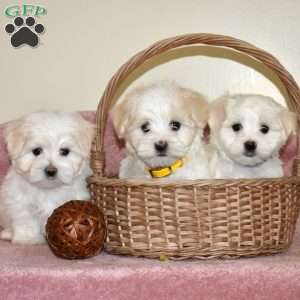 Leo, Maltese Puppy