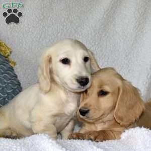 Cheerio, Dachshund Puppy