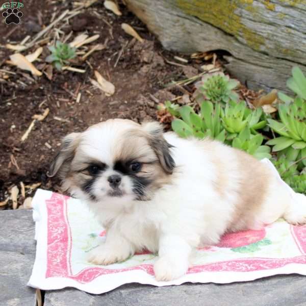 Livvy, Pekingese Puppy