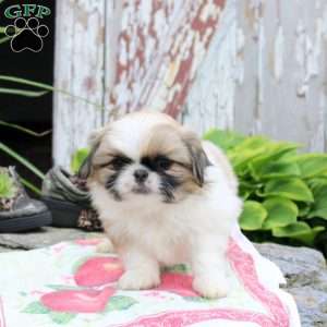 Livvy, Pekingese Puppy