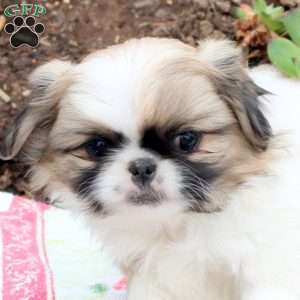 Livvy, Pekingese Puppy