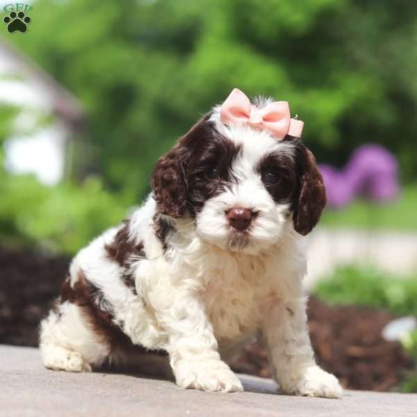 Lola, Cockapoo Puppy