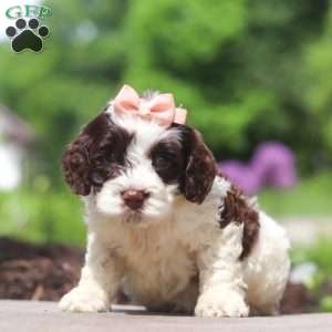 Lola, Cockapoo Puppy