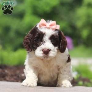 Lola, Cockapoo Puppy