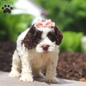 Lola, Cockapoo Puppy