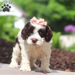 Lola, Cockapoo Puppy