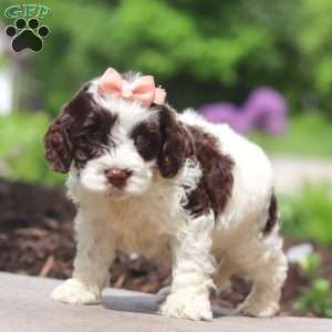 Lola, Cockapoo Puppy
