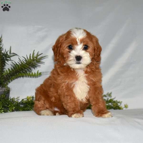 Lola, Cavapoo Puppy