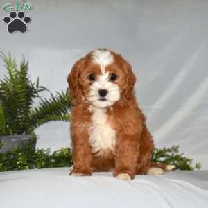 Lola, Cavapoo Puppy