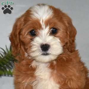 Lola, Cavapoo Puppy