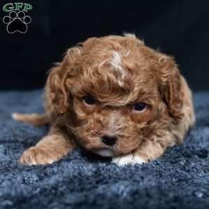 Lonnie, Cavapoo Puppy