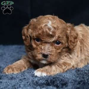 Lonnie, Cavapoo Puppy