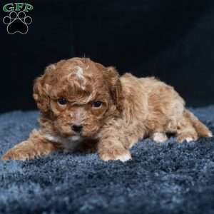 Lonnie, Cavapoo Puppy