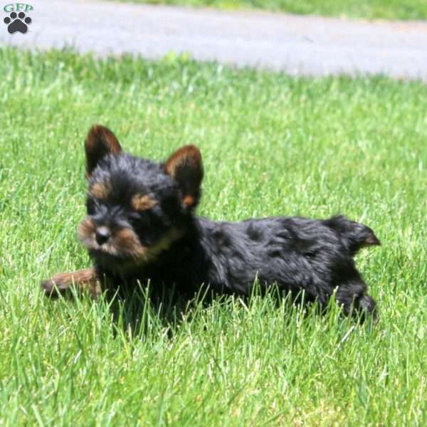 Lonnie, Yorkie Puppy