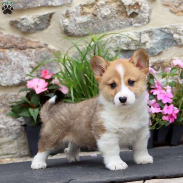 Lonnie, Pembroke Welsh Corgi Puppy