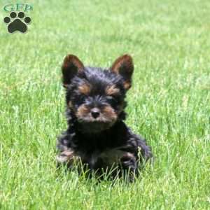 Lonnie, Yorkie Puppy