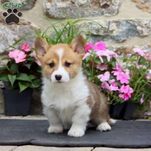 Lonnie, Pembroke Welsh Corgi Puppy
