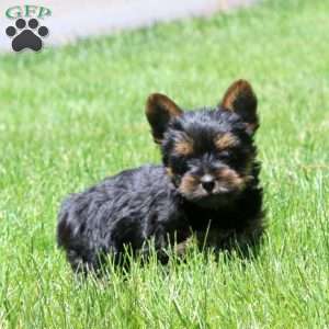 Lonnie, Yorkie Puppy