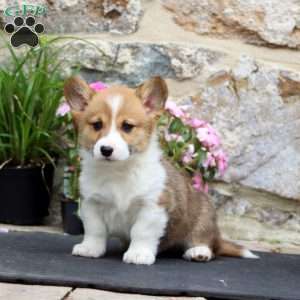 Lonnie, Pembroke Welsh Corgi Puppy