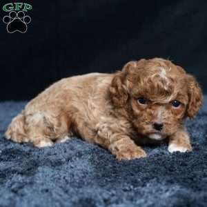 Lonnie, Cavapoo Puppy