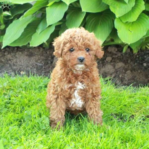 Lottie, Miniature Poodle Puppy