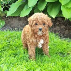 Lottie, Miniature Poodle Puppy