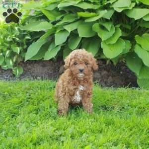 Lottie, Miniature Poodle Puppy