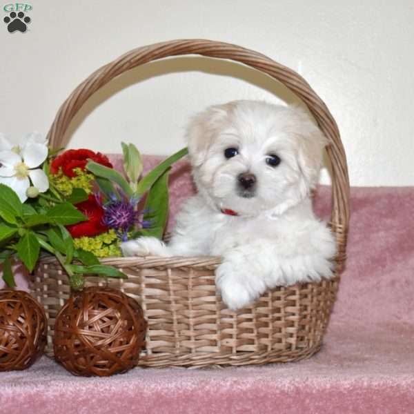 Louie, Maltese Puppy