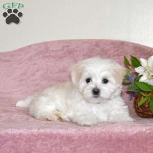 Louie, Maltese Puppy