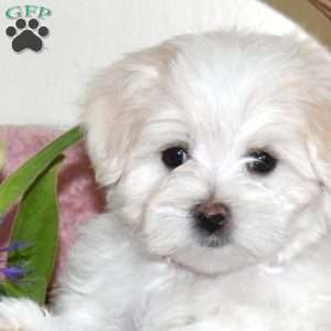Louie, Maltese Puppy