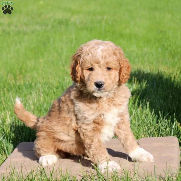 Lucas, Mini Goldendoodle Puppy