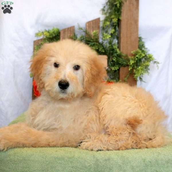 Lucas, Goldendoodle Puppy