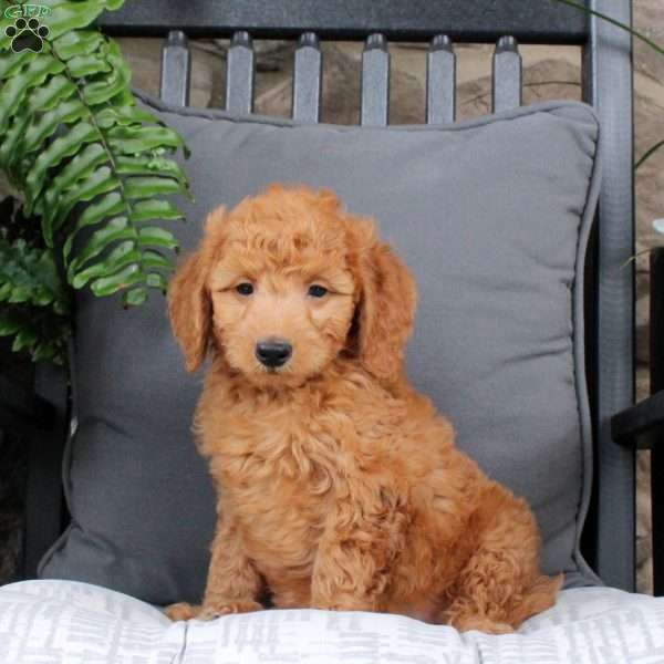 Lucas, Mini Goldendoodle Puppy