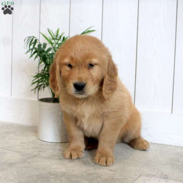 Lucas, Golden Retriever Puppy