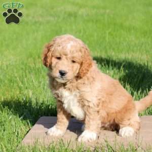 Lucas, Mini Goldendoodle Puppy