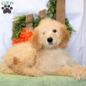 Lucas, Goldendoodle Puppy