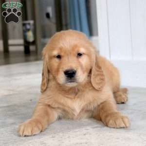 Lucas, Golden Retriever Puppy