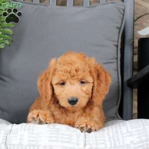 Lucas, Mini Goldendoodle Puppy