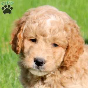 Lucas, Mini Goldendoodle Puppy