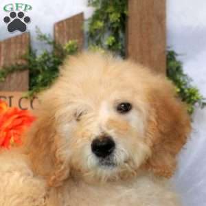 Lucas, Goldendoodle Puppy