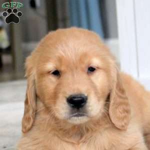 Lucas, Golden Retriever Puppy