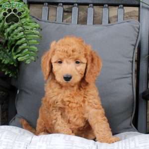 Lucas, Mini Goldendoodle Puppy