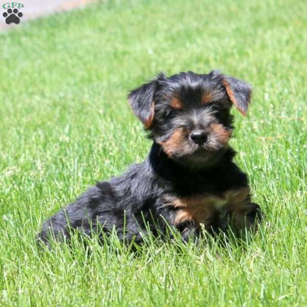 Lucas, Yorkie Puppy