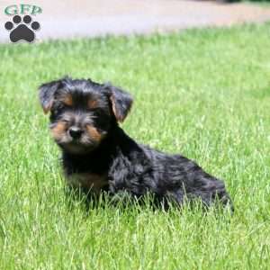 Lucas, Yorkie Puppy
